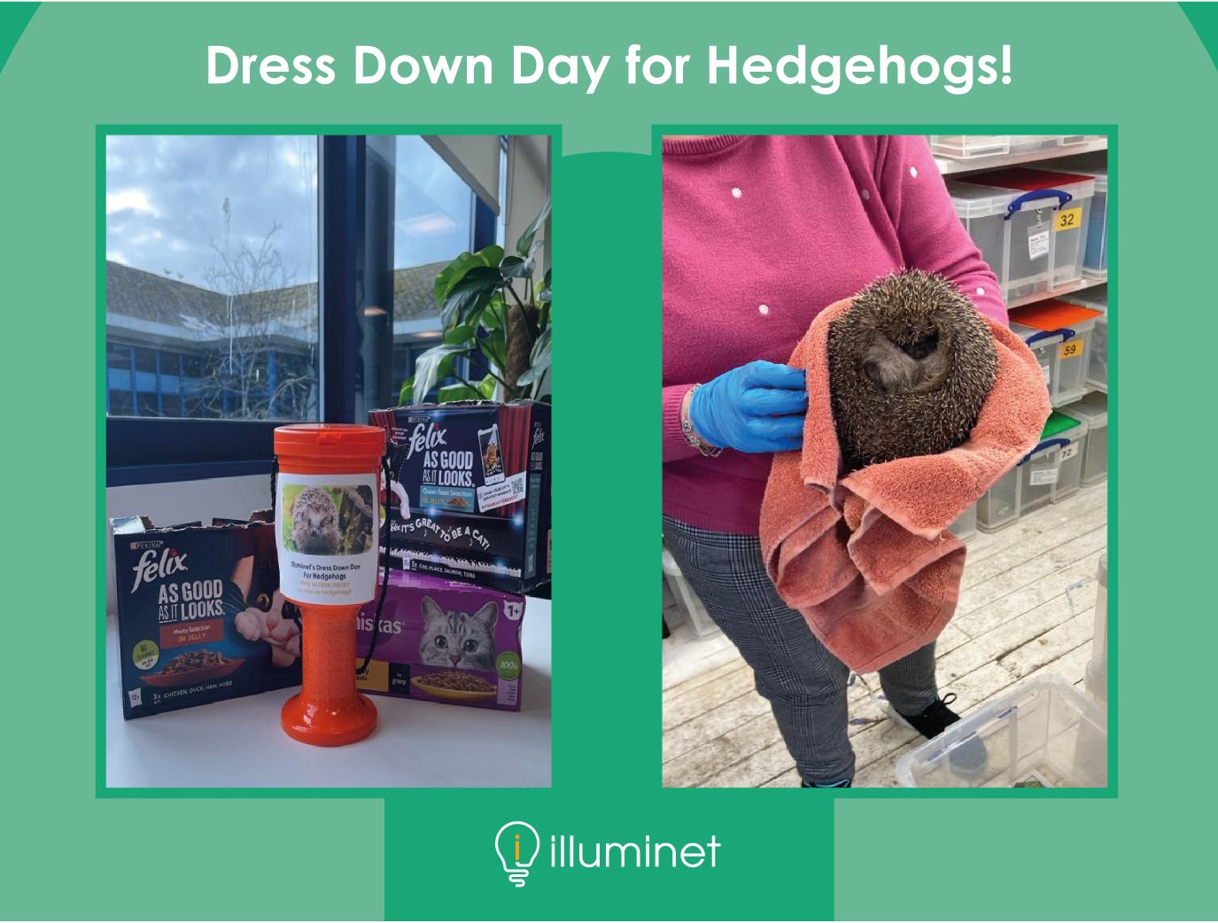 Illuminet's 'Dress-down Day' in aid of Hedgehogs.